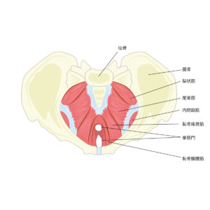 骨盤底筋